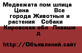 Медвежата пом шпица › Цена ­ 40 000 - Все города Животные и растения » Собаки   . Кировская обл.,Леваши д.